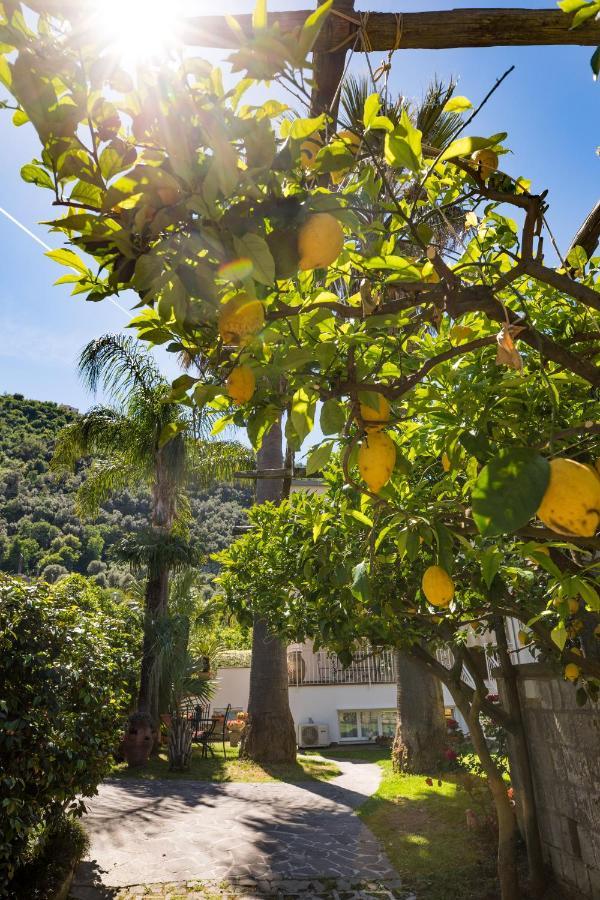 Casa Beatrice Bed & Breakfast ซอร์เรนโต ภายนอก รูปภาพ